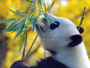 Visit China Panda